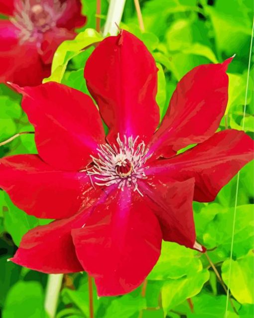 Red Clematis paint by number