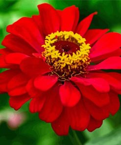 Red Zinnia paint by number