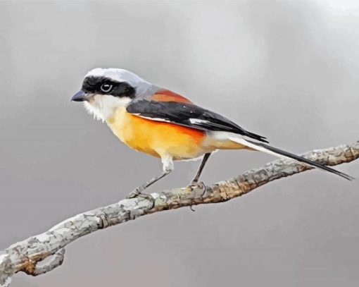 Red Backed Shrike Bird paint by numbers