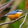 Red Breasted Nuthatch Bird paint by number