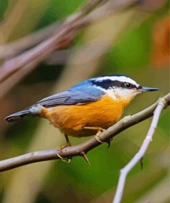 Red Breasted Nuthatch Bird paint by number