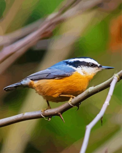 Red Breasted Nuthatch Bird paint by number