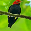 Red Capped Manakin Bird On Stick paint by numbers