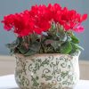 Red Cyclamen Vase paint by number