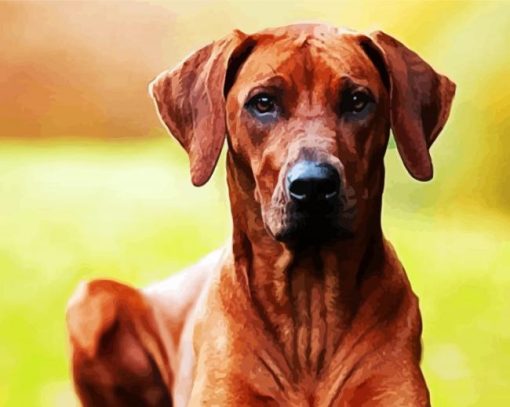 Rhodesian Ridgeback Brown Dog paint by numbers