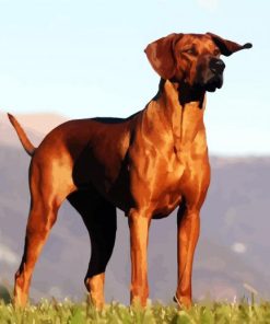 Rhodesian Ridgeback Dog Animal paint by numbers