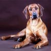 Rhodesian Ridgeback Back Dog paint by numbers