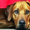 Rhodesian Ridgeback Head paint by number