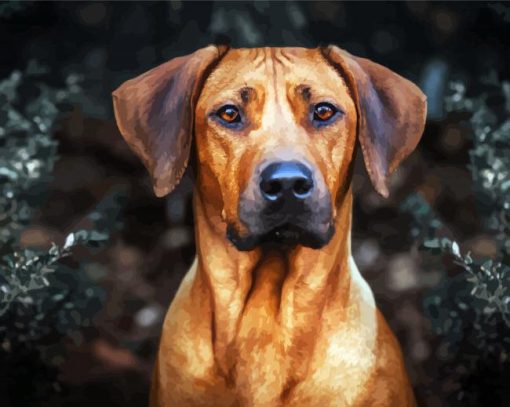 Rhodesian Ridgeback Head paint by number