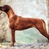 Rhodesian Ridgeback paint by number