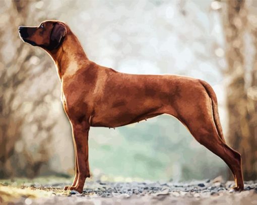 Rhodesian Ridgeback paint by number