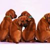 Rhodesian Ridgeback Puppies paint by number