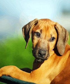 Rhodesian Ridgeback Puppy Animal paint by number