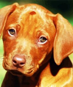 Rhodesian Ridgeback Puppy paint by numbers