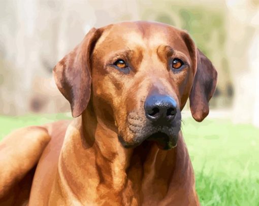 Rhodesian Ridgeback Sitting paint by numbers