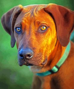 Ridgeback Animal paint by number