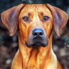 Ridgeback Dog paint by number