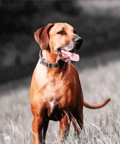 Ridgeback Dog paint by numbers