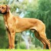 Ridgeback Dog paint by numbers