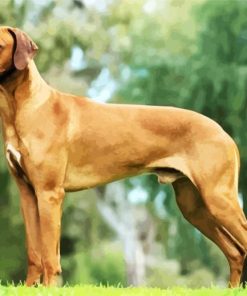 Ridgeback Dog paint by numbers