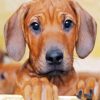 Ridgeback Puppy paint by number