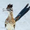 Roadrunner Bird paint by numbers