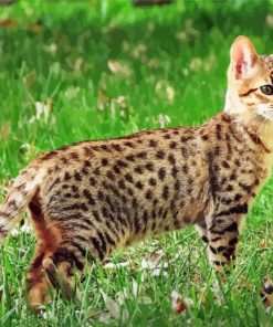 Savannah Cat Animal paint by numbers