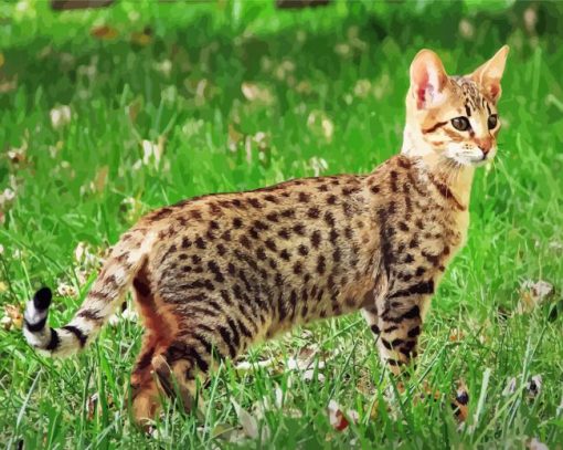 Savannah Cat Animal paint by numbers