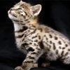 Savannah Kitten paint by number