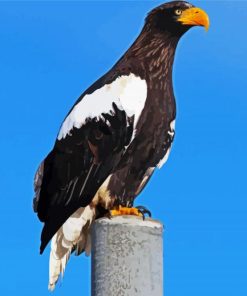 Sea Eagle paint by number