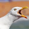 Seagull Bird Head paint by numbers