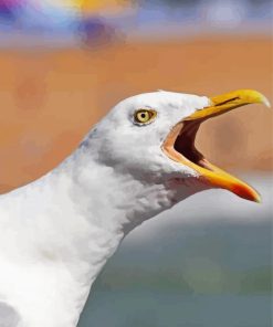 Seagull Bird Head paint by numbers