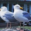 Seaguls Birds paint by numbers