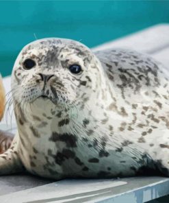 Seal Animal paint by numbers