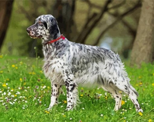 Setter Dog paint by numbers