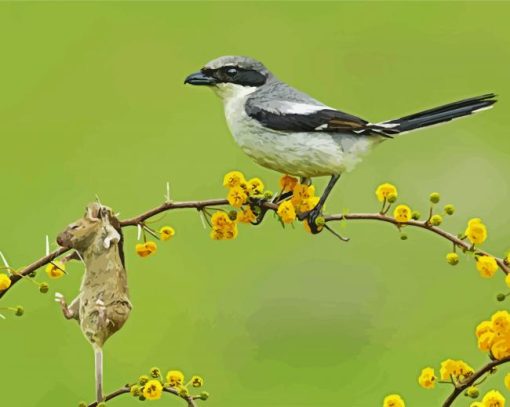 Shrike Bird Animal paint by number