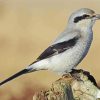 Shrike Bird paint by number