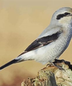 Shrike Bird paint by number