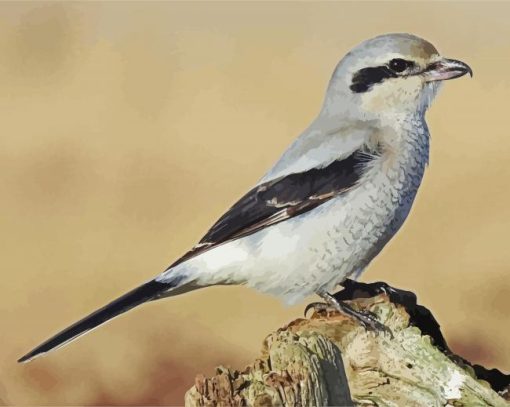 Shrike Bird paint by number