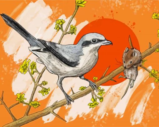 Chinese Grey Shrike paint by numbers