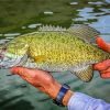 Smallmouth Fish paint by number