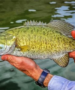 Smallmouth Fish paint by number