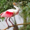 Spoonbill Bird paint by numbers