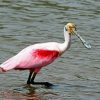 Spoonbills paint by numbers