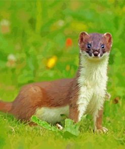 Stoat Animal paint by number