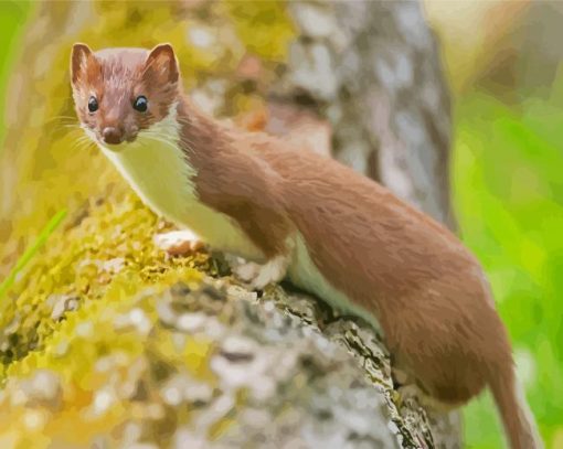 Stoat paint by numbers