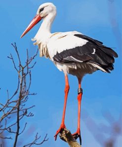 Stork Bird paint by number