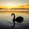 Swan Bird Silhouette paint by numbers