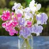 Sweetpea In Glass Jar paint by number