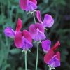 Sweetpea Flowers paint by numbers